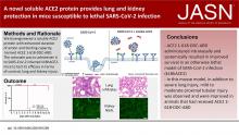 一种新型的可溶性ACE2蛋白可在易受致命的SARS-COV-2感染的小鼠中提供肺和肾脏保护