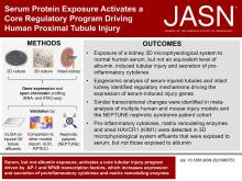 Serum Protein Exposure Activates a Core Regulatory Program Driving Human Proximal Tubule Injury
