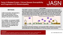 因子H –相关蛋白1驱动C3肾小球病中的疾病敏感性和预后