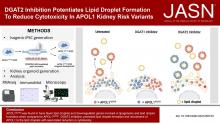 DGAT2抑制增强脂质液滴的形成，以降低Apol1肾脏风险变体中的细胞毒性